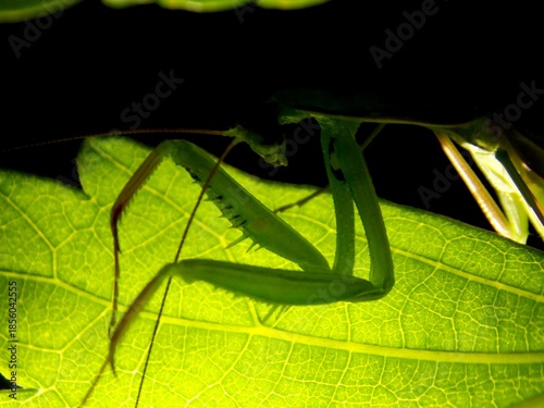 green praying mantis on a green leaf