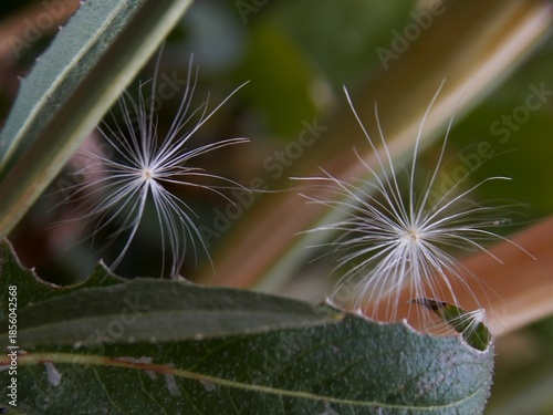 seeds on a green leaf