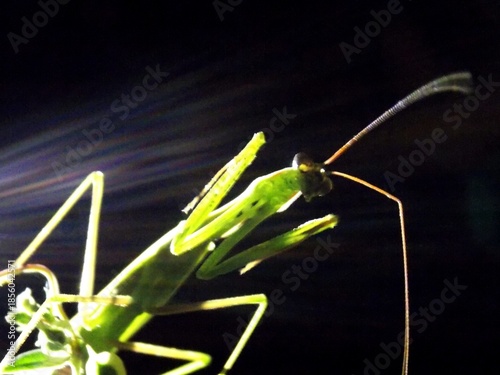 green praying mantis on a green leaf
