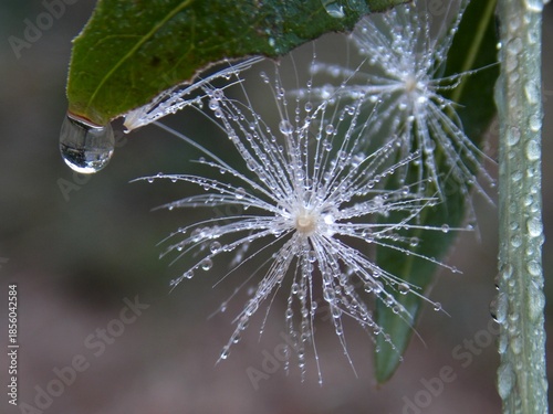 plant seeds and raindrops