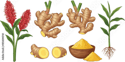 Botanical ginger plant illustration showing flowers, roots, sliced rhizome and ground ginger powder isolated on white background