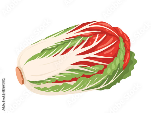 Fresh Napa Cabbage Vegetable Artwork Isolated White Background