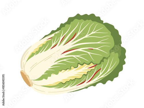 Fresh Napa Cabbage Produce Isolated on White Background Illustration