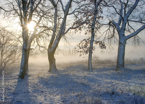 Sunlight breaking through barren trees standing in a snow covered field, creating long shadows and illuminating a thick layer of morning fog over the tranquil landscape