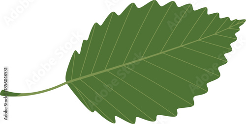 Single green beech leaf logo isolated on transparent background for natural design concept