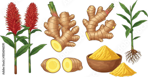 Ginger plant and root illustration showing fresh rhizomes, sliced ginger and powdered spice, herbal ingredient set, natural food concept, flat vector illustration