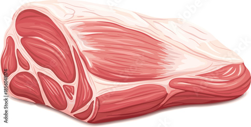 Raw meat cut illustration showing detailed muscle texture, fresh red flesh and fat layers isolated on white background