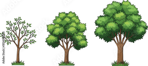Tree growth stages illustration showing young sapling to mature leafy tree, nature development concept, green foliage evolution, flat vector illustration