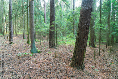Summer forest scene in the Czech Republic