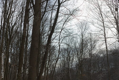bare trees in winter