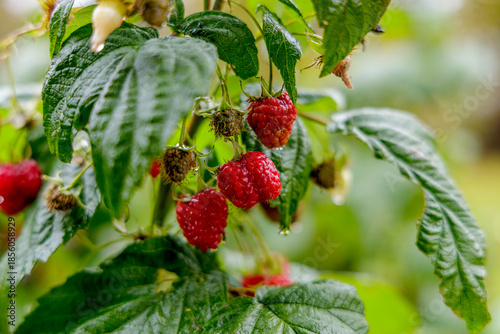 Cluster of Ripe Red Raspberries with Raindrops