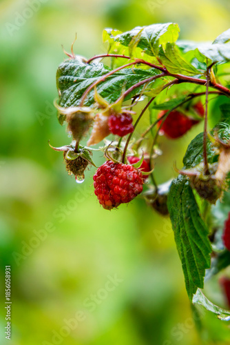 Wild Raspberries with Raindrops in Garden