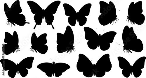Monochrome Butterfly Species Collection
