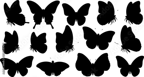 Fototapeta Monochrome Butterfly Species Collection