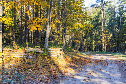 Sunny Forest Road with Autumn Leaves and Frost