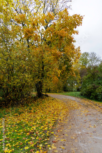 Rainy Autumn Road Covered in Yellow Maple Leaves