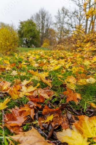 Fallen Autumn Leaves on Green Grass