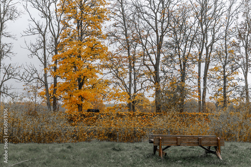 Wooden Bench in Autumn Park Landscape