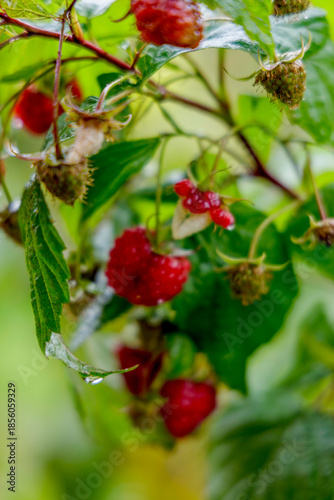 Ripe Red Raspberries Dripping with Water