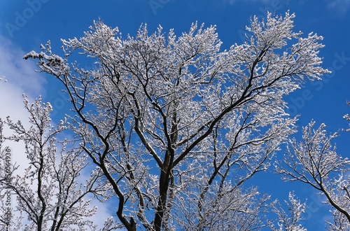 Snow-laced deciduous trees under vivid blue sky, showcasing winter’s serene beauty and intricate branch structure.