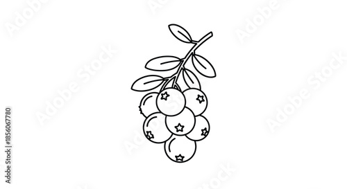 Simple line art illustration of a branch with ripe berries and small leaves, perfect for botanical or autumn themed designs.