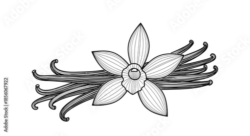 Detailed black and white engraving style illustration of a vanilla orchid flower with several long seed pods behind it.