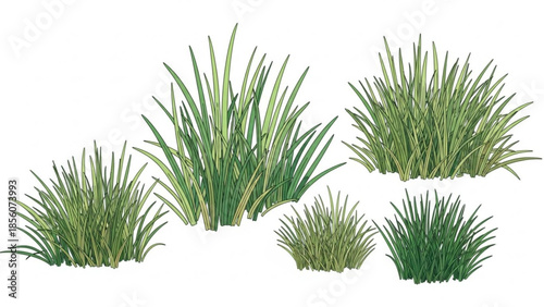 Five different types of green grass tufts on white background for design and decoration