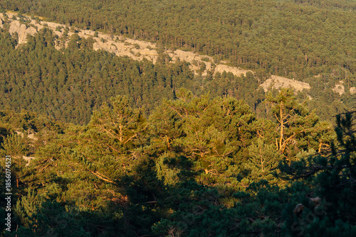 Rock formations and pine trees in the Castroviejo nature reserve, in Duruelo de la Sierra, Soria, Castile and Leon, Spain.