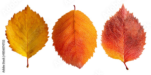 Vibrant autumn leaves in various colors and textures