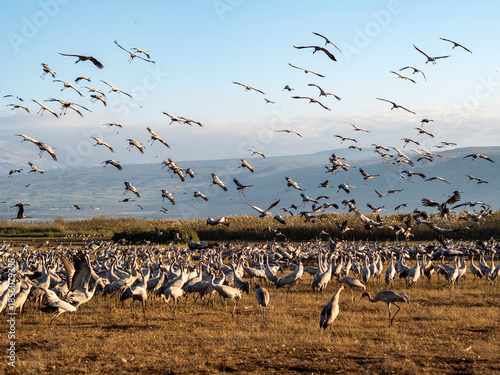 Migratory birds early in the morning at Agmon Ahula, Israel.