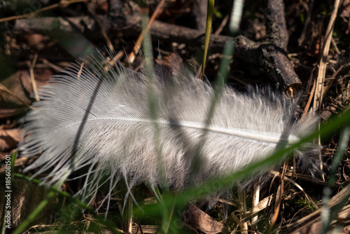 A small and light white feather on the ground