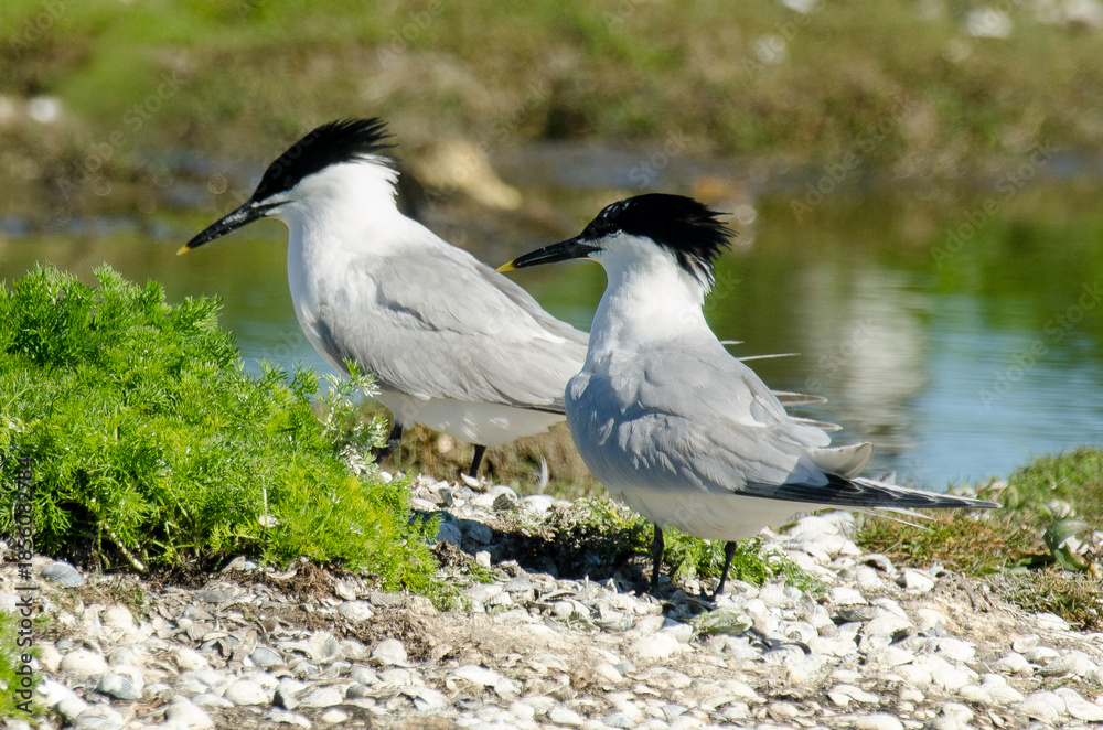 Obraz premium Sterne caugek