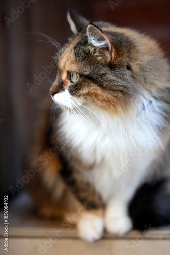 Portrait of cute domestic cat
