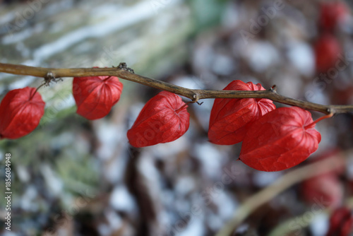 Red physalis on nature background