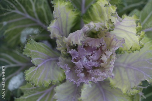 Colored flowers on natyre background