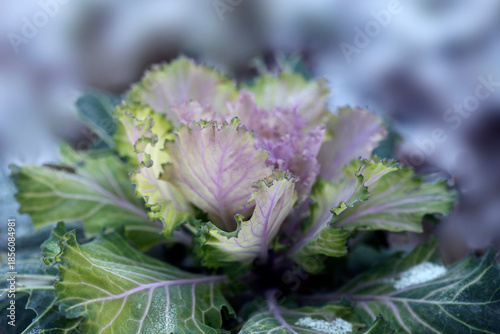 Colored flowers on natyre background
