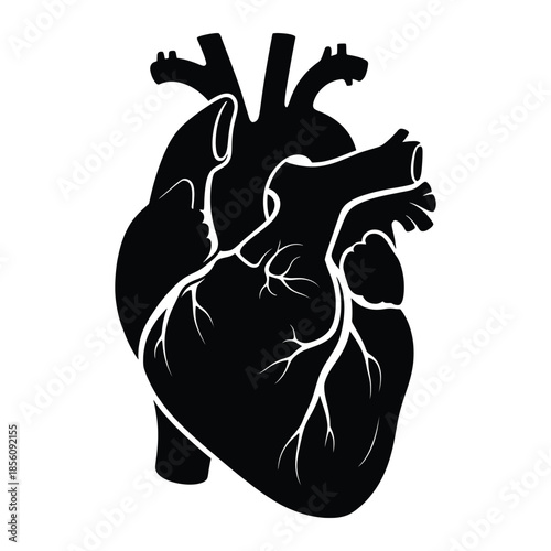 Detailed illustration of a human heart with veins and arteries
