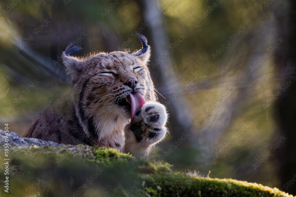 Naklejka premium Luchs im Wald