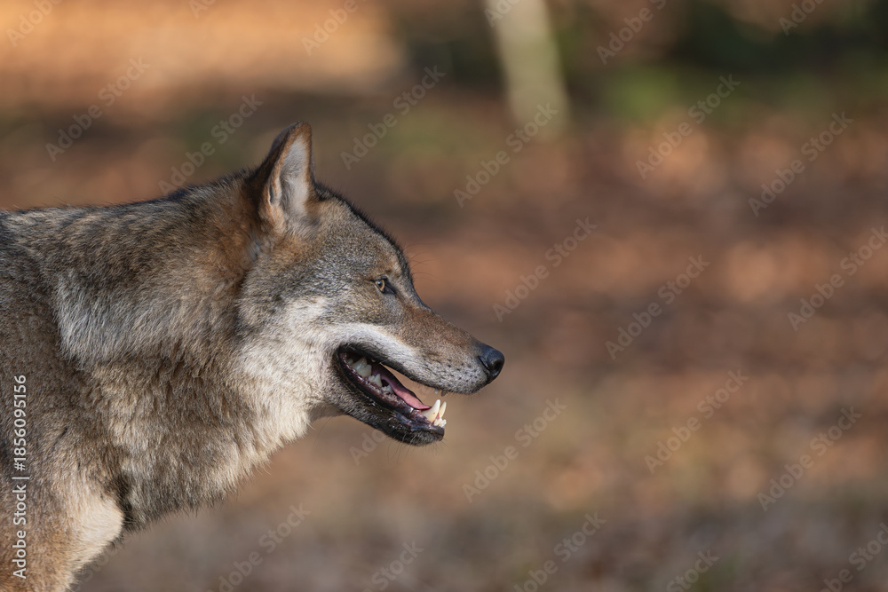Fototapeta premium Wolf im Wald