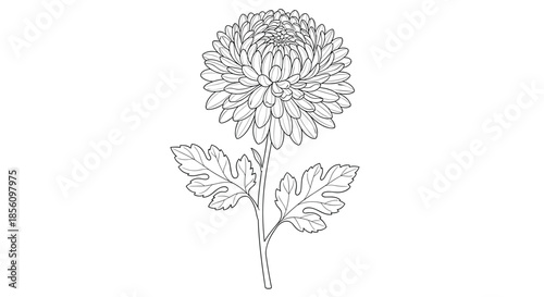 Detailed botanical line drawing of a blooming chrysanthemum flower on a single stem with lush textured leaves for coloring or floral study.