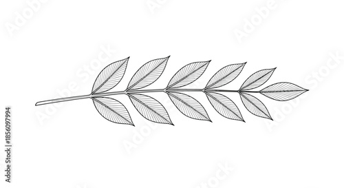 Horizontal line art illustration of a long botanical branch with many pairs of symmetrical leaves on a clean white background for print designs.