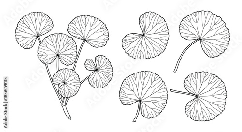 Collection of hand-drawn round leaves and a branch in a classic botanical sketch style, perfect for vintage design projects.