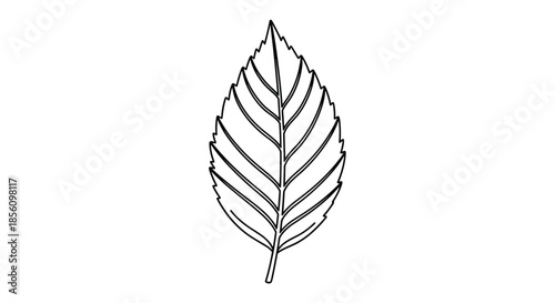 Single serrated leaf outline in a clean black and white line art style, showing detailed veins and a sharp pointed tip.