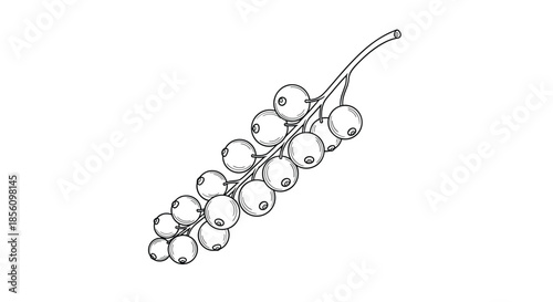 Detailed botanical sketch of a currant berry cluster on a branch, featuring fine lines and realistic textures in black and white.