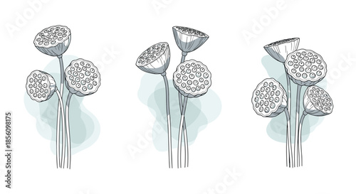 Collection of three lotus seed pod clusters in a detailed botanical sketch style with soft blue watercolor stains as background accents.