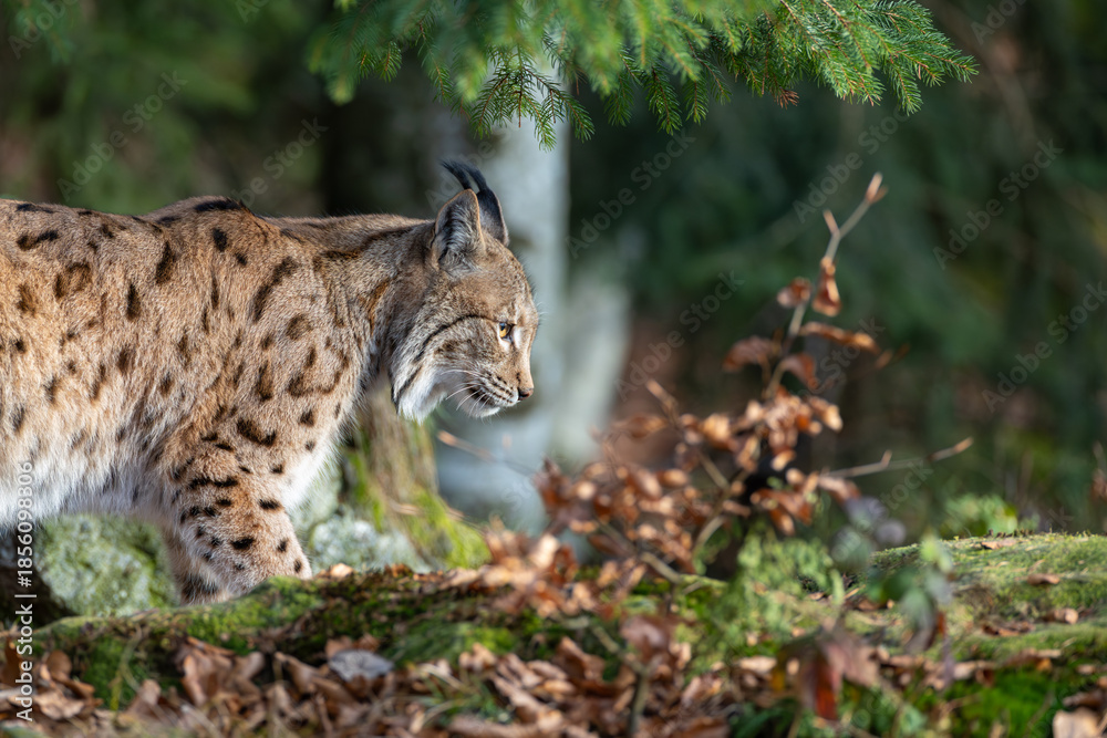 Obraz premium Luchs im Wald