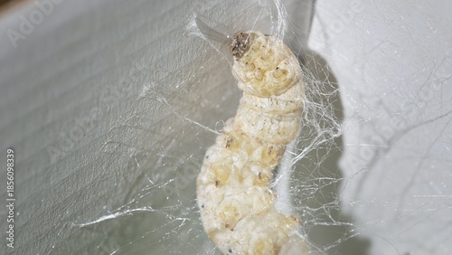 Photos Macro Close-Up of Silkworm Weaving a Silk Cocoon Inside a Box
