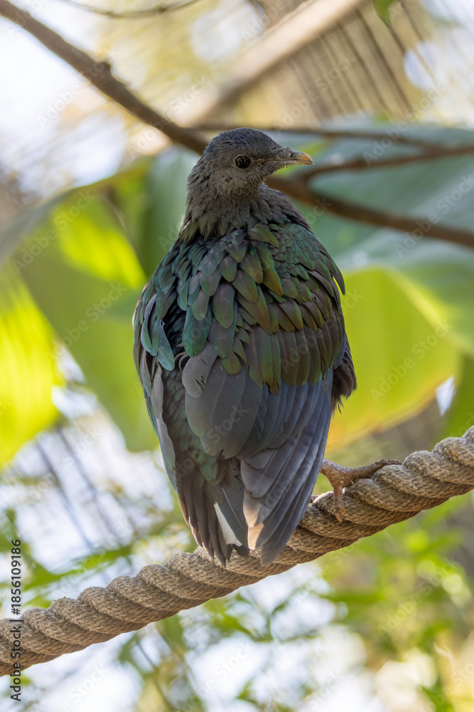 Obraz premium Nicobar Pigeon (Caloenas nicobarica), Found on small islands across Southeast Asia and the Pacific