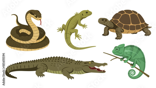 Modern vector illustration collection of reptiles snake, lizard, turtle, crocodile, chameleon, in different poses on white background, flat reptile set with solid colors, ideal for education