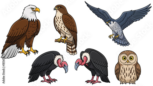Modern vector illustration collection of birds of prey eagle, hawk, falcon, owl, venture, in flying and perching poses on white background, flat wildlife set with solid colors